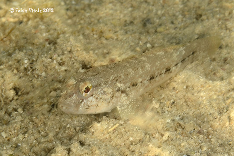 Gobius niger